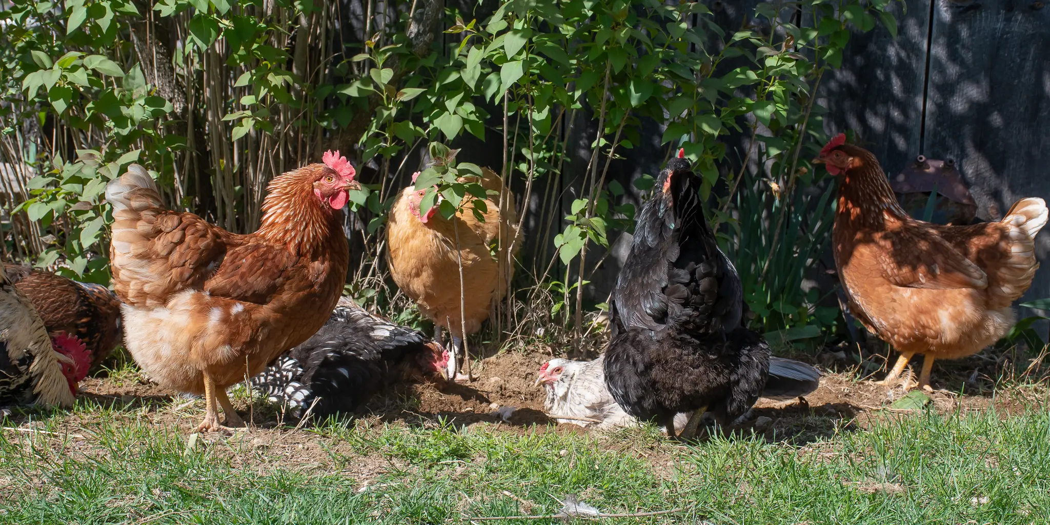 Poulailler Boutique -Poulailler Boutique chickens 2048px 1599