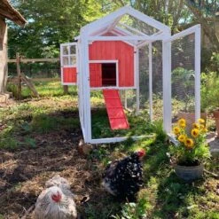 Poulailler Ardennais 6 à 8 Poules Toit Shingle -Poulailler Boutique coq devant poulailler ardennais 2