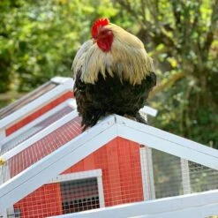 Poulailler Ardennais 6 à 8 Poules Toit Shingle -Poulailler Boutique coq perche sur poulailler ardennais