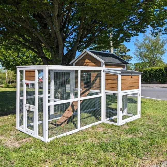 Poulailler Brahma Toit Shingle 6 à 8 Poules Bois FSC 4 Poulailler Brahma Toit Shingle 6 à 8 Poules Bois FSC – Image 2