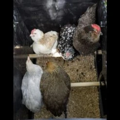 Poulailler Nestera Sur Pieds Taille M Plastique Recyclé 5 à 9 Poules -Poulailler Boutique poulailler plastique recycle nestera m interieur