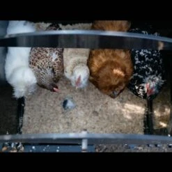 Poulailler Nestera Sur Pieds Taille S Plastique Recyclé 3 à 5 Poules -Poulailler Boutique poulailler plastique recycle nestera s interieur avec poules