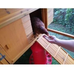 Poulailler Gournay Toit Shingle 10 à 12 Poules -Poulailler Boutique poulailler gournay 10 a 12 poules toit shingle vue poule