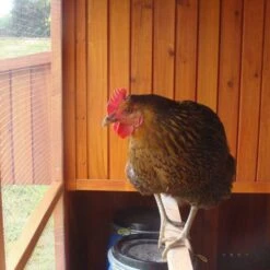 Poulailler Marans Toit Shingle 15 à 18 Poules -Poulailler Boutique poulailler marans vue interieur