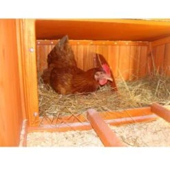 Poulailler Marans Toit Shingle 15 à 18 Poules -Poulailler Boutique poulailler marans vue interieur pondoir