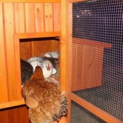 Poulailler Marans Toit Shingle 15 à 18 Poules -Poulailler Boutique poulailler marans vue rampe acces