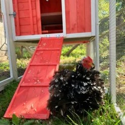 Poulailler Ardennais 6 à 8 Poules Toit Shingle -Poulailler Boutique poule dans parc poulailler ardennais