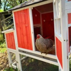 Poulailler Ardennais 6 à 8 Poules Toit Shingle -Poulailler Boutique poule dans poulailler ardennais